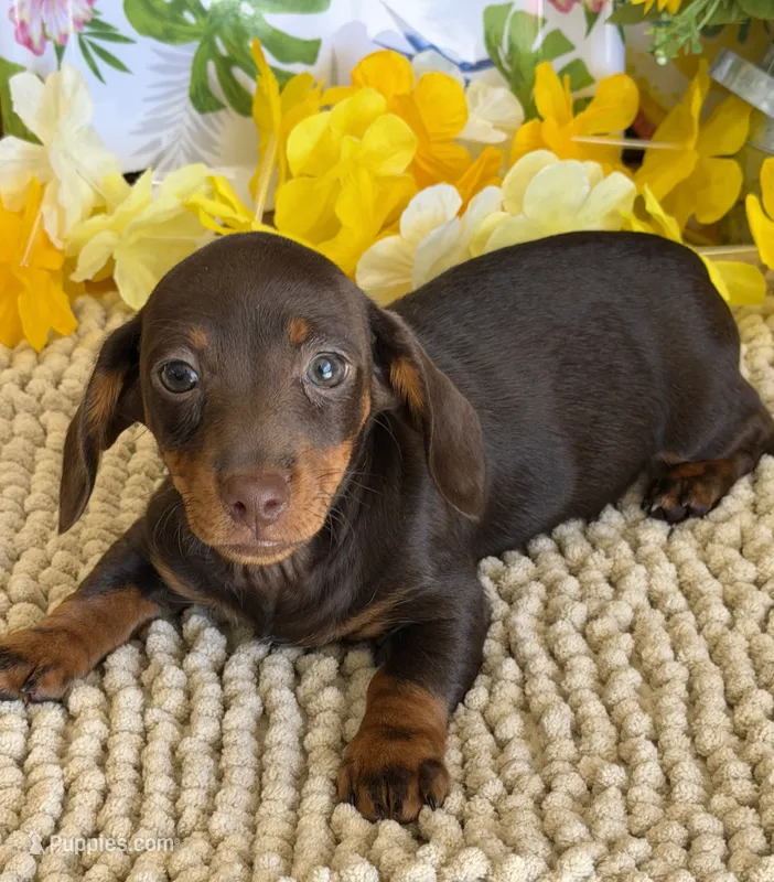 Twix Girl – Miniature Dachshund puppy for sale in Gaffney, SC