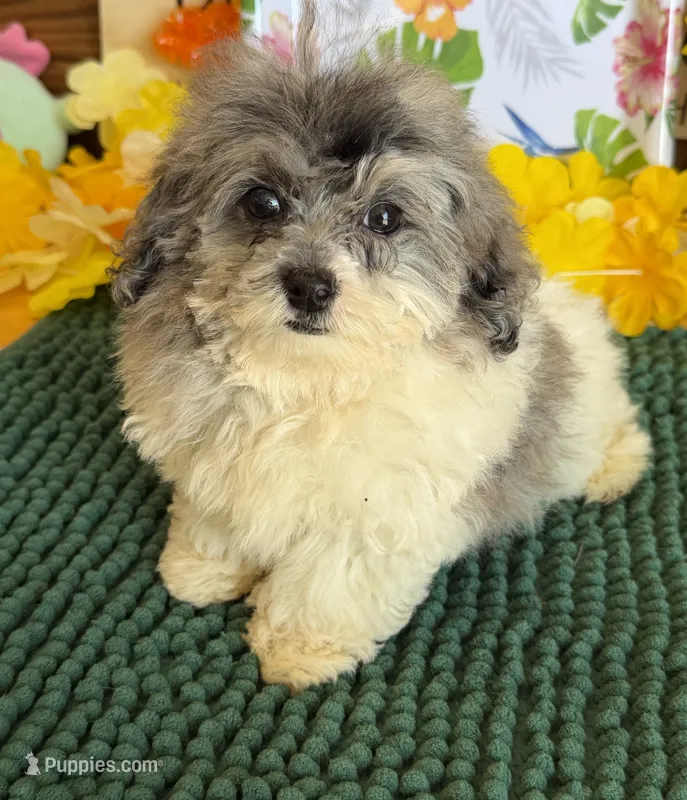 Buttons – Cockapoo puppy for sale in Gaffney, SC