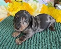 Speckles Wire Boy 2, a male Miniature Dachshund for sale in Gaffney, SC – 2 of 3