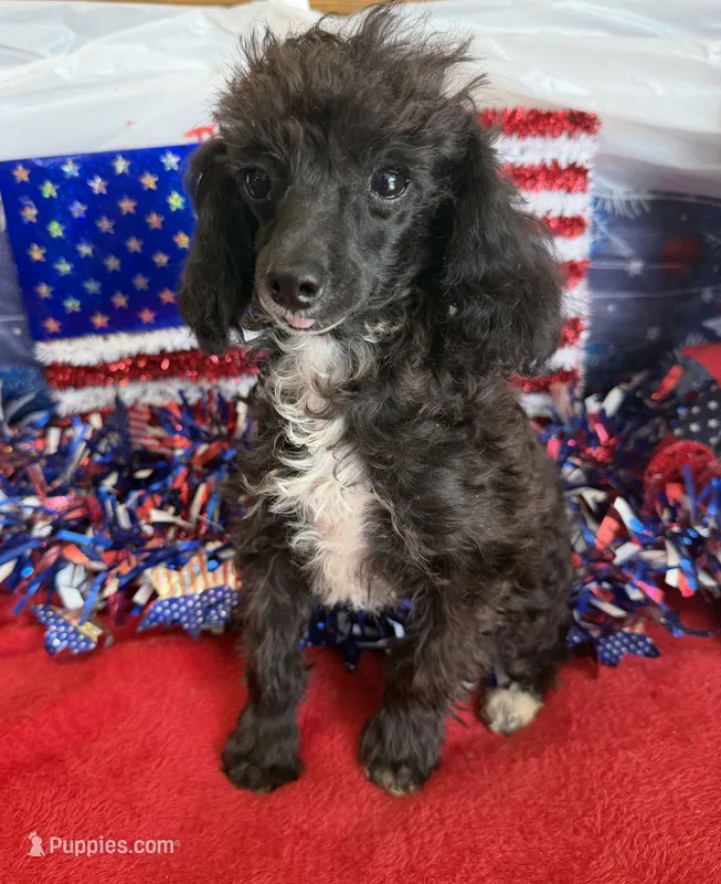 Lady – Poodle - Toy  puppy for sale in Gaffney, SC