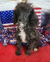 Lady, a female Poodle - Toy  for sale in Gaffney, SC – 1 of 3