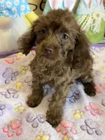 Nugget, a male Cockapoo for sale in Gaffney, SC – Photo 3 of 3