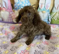Nugget, a male Cockapoo for sale in Gaffney, SC – Photo 1 of 3