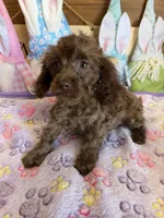 Nugget, a male Cockapoo for sale in Gaffney, SC – Photo 2 of 3