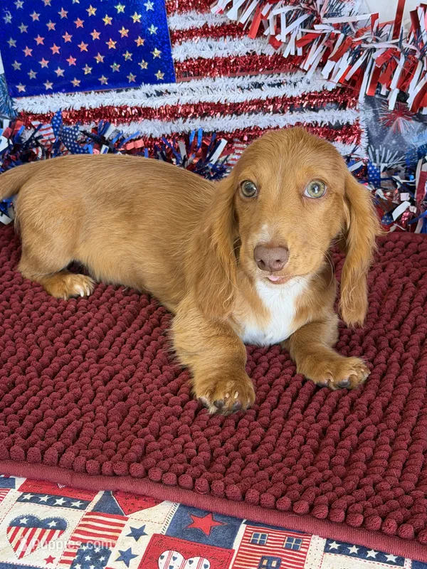 Bentley – Miniature Dachshund puppy for sale in Gaffney, SC