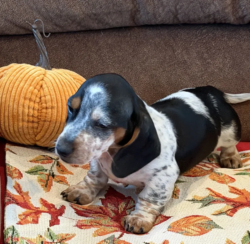 Tigger – Miniature Dachshund puppy for sale in Gaffney, SC