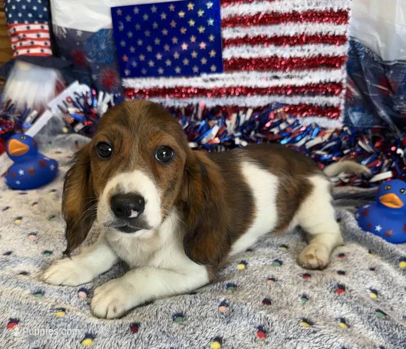 Marco – Miniature Dachshund puppy for sale in Gaffney, SC