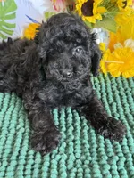 Scout, a male Cockapoo for sale in Gaffney, SC – 2 of 3