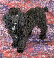 Raven, a male Poodle - Toy  for sale in Gaffney, SC – 2 of 3
