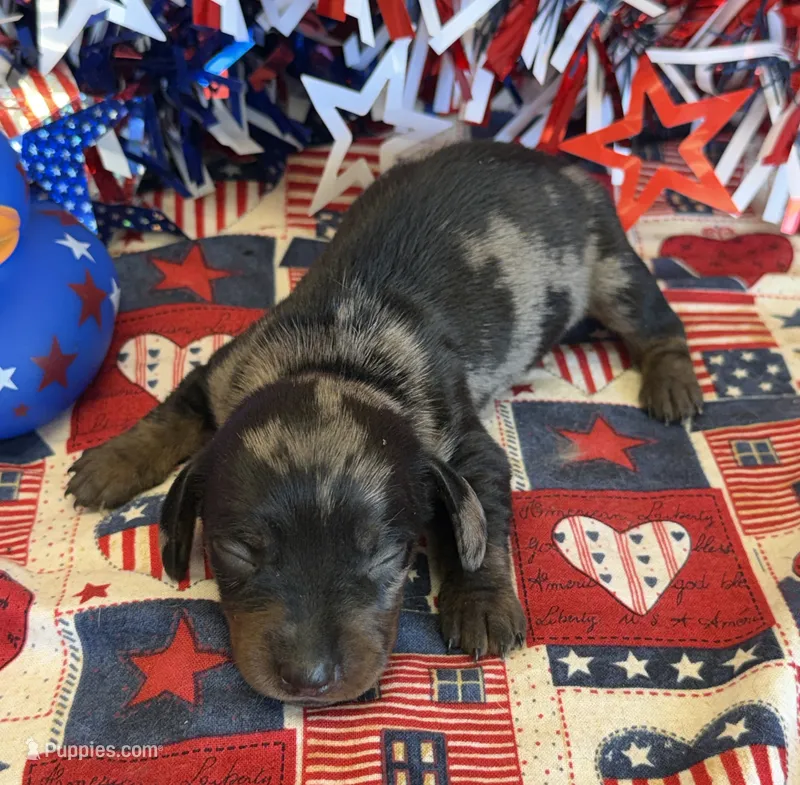 Speckles Wire Girl – Miniature Dachshund puppy for sale in Gaffney, SC