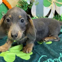 Bluebell, a female Dachshund for sale in Gaffney, SC – Photo 4 of 7