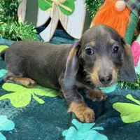 Bluebell, a female Dachshund for sale in Gaffney, SC – Photo 5 of 7