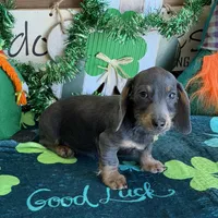 Bluebell, a female Dachshund for sale in Gaffney, SC – Photo 3 of 7