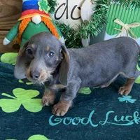 Bluebell, a female Dachshund for sale in Gaffney, SC – Photo 2 of 7
