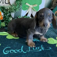 Bluebell, a female Dachshund for sale in Gaffney, SC – Photo 1 of 7