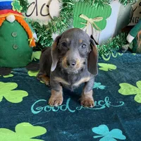 Bluebell, a female Dachshund for sale in Gaffney, SC – Photo 6 of 7