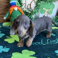 Bluebell, a female Dachshund for sale in Gaffney, SC – Photo 7 of 7
