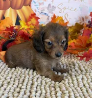 Sarge, a male Miniature Dachshund for sale in Gaffney, SC – 2 of 3