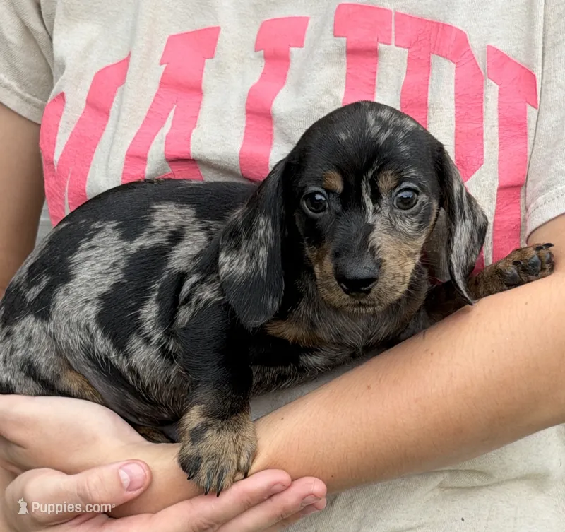Speckles Wire Boy 2 – Miniature Dachshund puppy for sale in Gaffney, SC