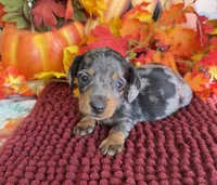 Pluto, a male Miniature Dachshund for sale in Gaffney, SC – 1 of 3