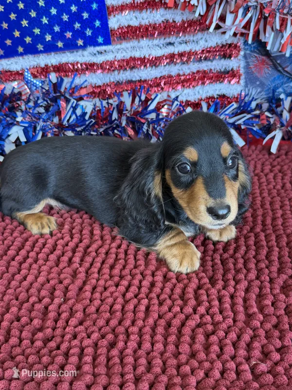 Ken – Miniature Dachshund puppy for sale in Gaffney, SC