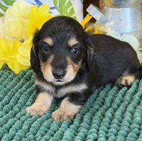 Justin, a male Miniature Dachshund for sale in Gaffney, SC – 2 of 3