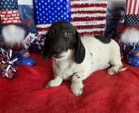Spots, a male Dachshund for sale in Gaffney, SC – 6 of 6