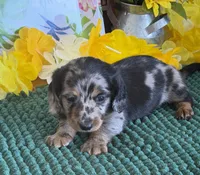 Annie, a female Miniature Dachshund for sale in Gaffney, SC – 3 of 3