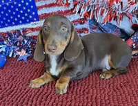 Archie, a male Dachshund for sale in Gaffney, SC – 2 of 4