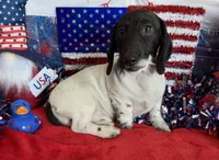 Spots, a male Dachshund for sale in Gaffney, SC – 3 of 6