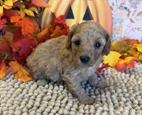 Honey, a female Cavapoo for sale in Gaffney, SC – 2 of 3