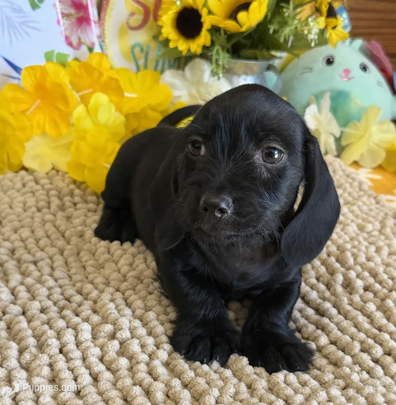 Solid Black Wire Boy – Miniature Dachshund puppy for sale in Gaffney, SC
