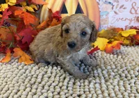 Honey, a female Cavapoo for sale in Gaffney, SC – 3 of 3