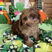 Kate, a female Cockapoo for sale in Gaffney, SC – Photo 1 of 3