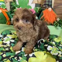 Kate, a female Cockapoo for sale in Gaffney, SC – Photo 2 of 3