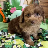 Kate, a female Cockapoo for sale in Gaffney, SC – Photo 3 of 3