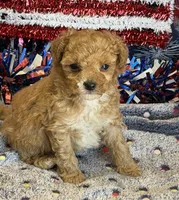 Armani, a male Maltipoo for sale in Gaffney, SC – 3 of 3