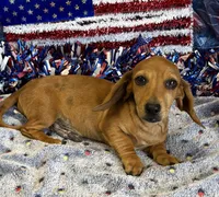 Ellis, a male Dachshund for sale in Gaffney, SC – 2 of 5