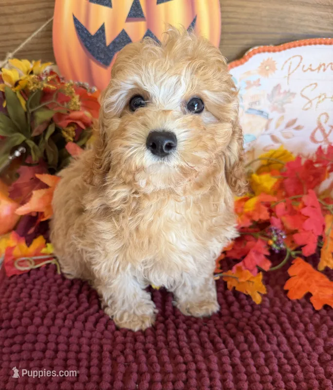 Honey – Cavapoo puppy for sale in Gaffney, SC