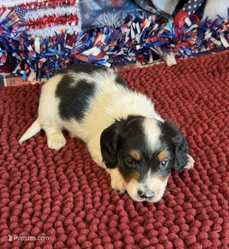 Oscar – Miniature Dachshund puppy for sale in Gaffney, SC