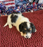 Oscar, a male Miniature Dachshund for sale in Gaffney, SC – 1 of 2