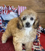 Trudy, a female Poodle - Toy  for sale in Gaffney, SC – 3 of 5