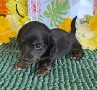 Toby, a male Miniature Dachshund for sale in Gaffney, SC – 2 of 3