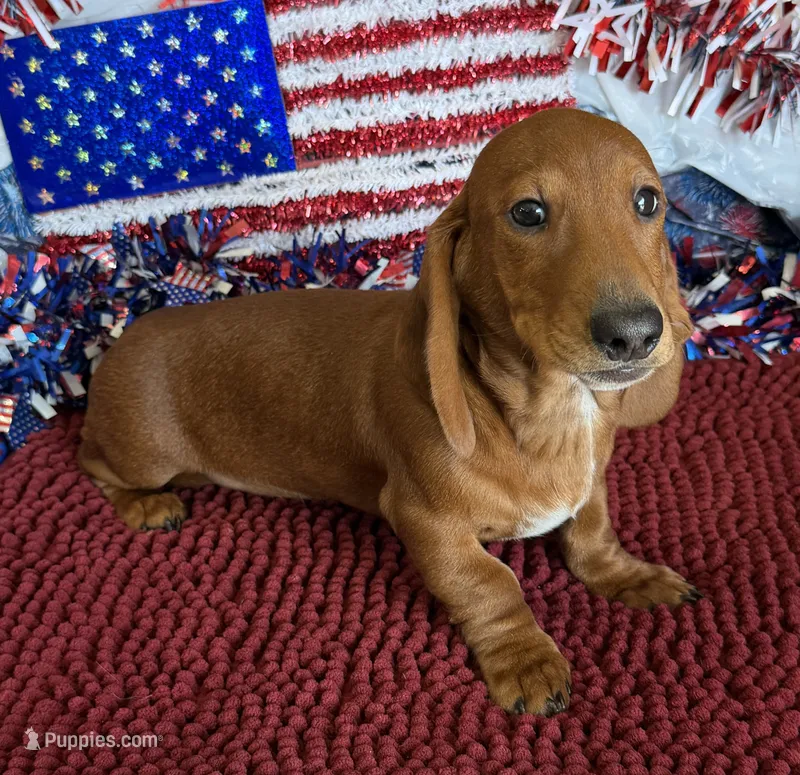 Nate – Dachshund puppy for sale in Gaffney, SC