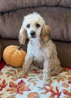 Trudy, a female Poodle - Toy  for sale in Gaffney, SC – 2 of 5