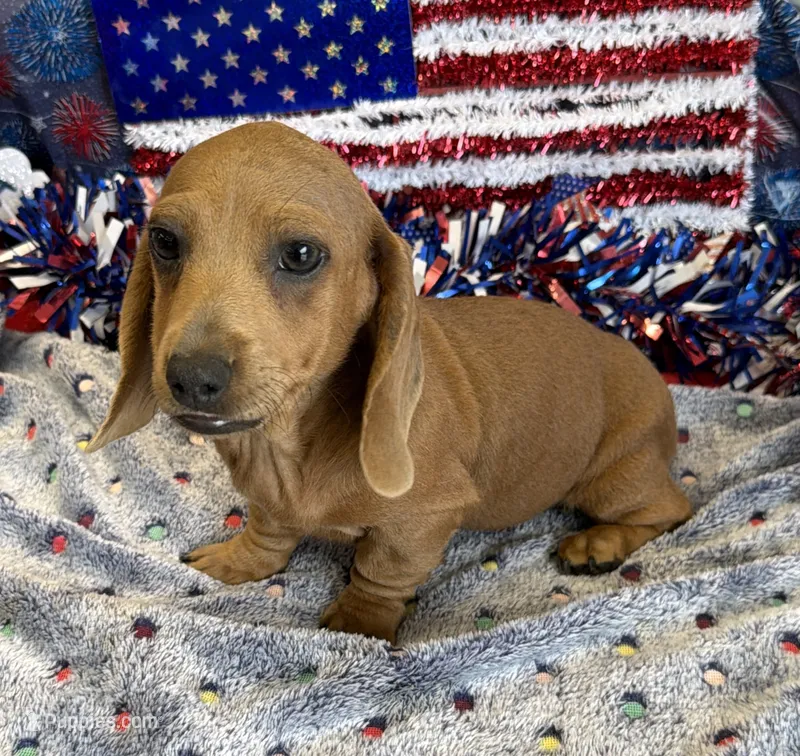 Melba – Dachshund puppy for sale in Gaffney, SC