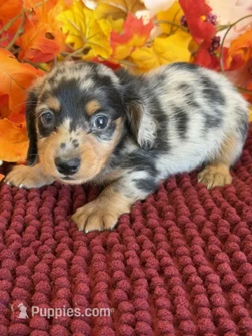Slinky – Miniature Dachshund puppy for sale in Gaffney, SC