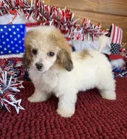 Beth, a female Poodle - Toy  for sale in Gaffney, SC – 2 of 3