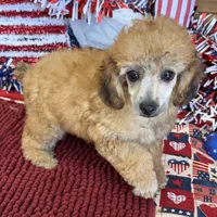 Trudy, a female Poodle - Toy  for sale in Gaffney, SC – 4 of 5