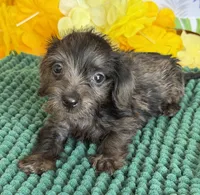 Scruffy, a male Miniature Dachshund for sale in Gaffney, SC – 2 of 4
